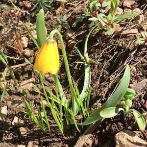 Yellow fritillary(Fritillaria pudica)