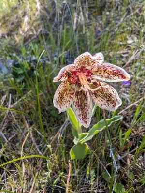Purdy's fritillary(Fritillaria purdyi)