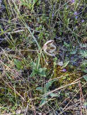 Purdy's fritillary(Fritillaria purdyi)