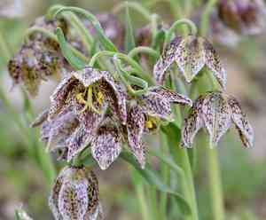 Purdy's fritillary(Fritillaria purdyi)