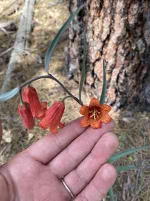 Scarlet fritillary(Fritillaria recurva)