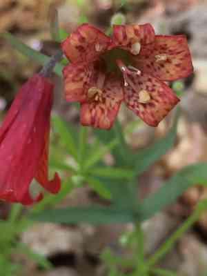 Scarlet fritillary(Fritillaria recurva)