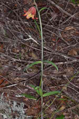 Scarlet fritillary(Fritillaria recurva)
