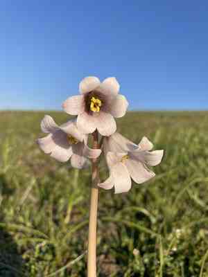 Striped abobe lily(Fritillaria striata)