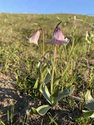 Striped abobe lily(Fritillaria striata)