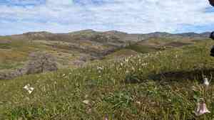 Striped abobe lily(Fritillaria striata)