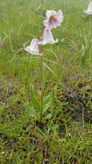 Striped abobe lily(Fritillaria striata)