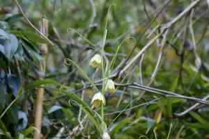 Fritillaria verticillata thunbergii(Fritillaria thunbergii)