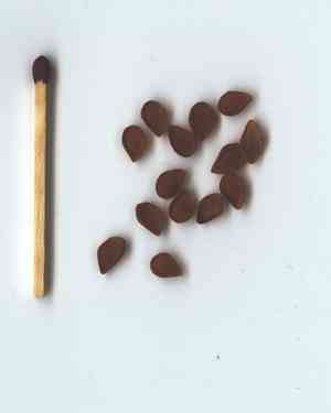Fritillaries (Fritillaria)(Fritillaria)