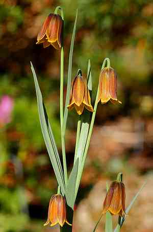 Fritillaries (Fritillaria)(Fritillaria)