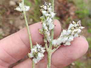 Arizona snakecotton(Froelichia arizonica)
