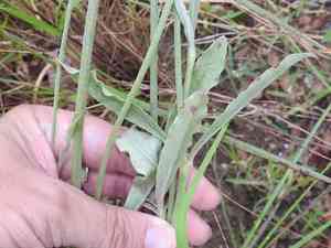 Arizona snakecotton(Froelichia arizonica)
