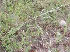 Arizona snakecotton(Froelichia arizonica)