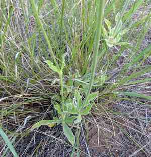 Arizona snakecotton(Froelichia arizonica)