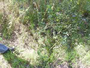 Plains snakecotton(Froelichia floridana)
