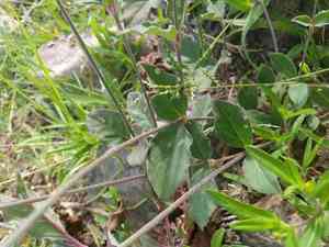 Plains snakecotton(Froelichia floridana)