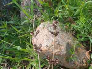 Plains snakecotton(Froelichia floridana)