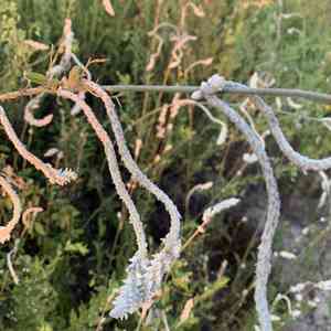 Plains snakecotton(Froelichia floridana)