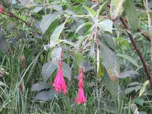 Bolivian fuchsia(Fuchsia boliviana)