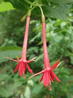 Bolivian fuchsia(Fuchsia boliviana)