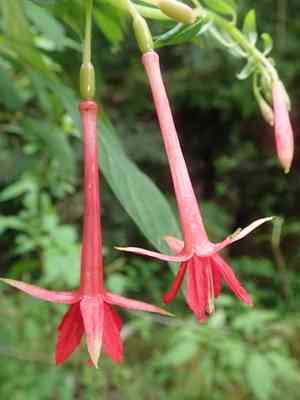 Bolivian fuchsia(Fuchsia boliviana)