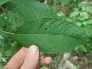 Bolivian fuchsia(Fuchsia boliviana)