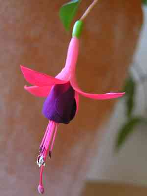 Fuchsias (Fuchsia)(Fuchsia)