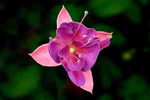 Fuchsias (Fuchsia)(Fuchsia)