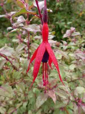 Fuchsias (Fuchsia)(Fuchsia)