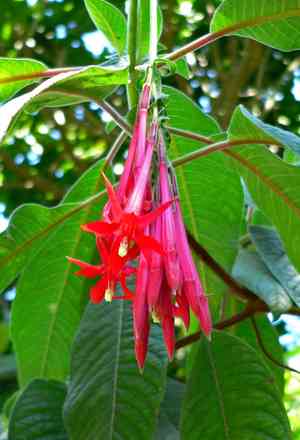 Fuchsias (Fuchsia)(Fuchsia)