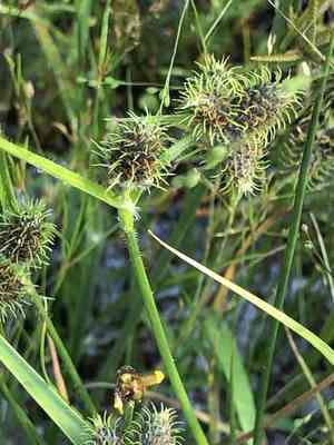 Dwarf umbrella-sedge(Fuirena pumila)