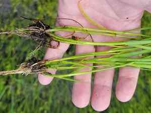 Dwarf umbrella-sedge(Fuirena pumila)