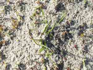Dwarf umbrella-sedge(Fuirena pumila)