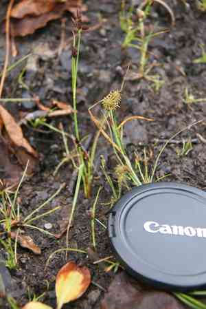 Dwarf umbrella-sedge(Fuirena pumila)