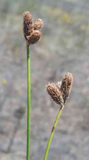 Southern umbrella-sedge(Fuirena scirpoidea)