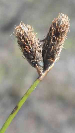 Southern umbrella-sedge(Fuirena scirpoidea)