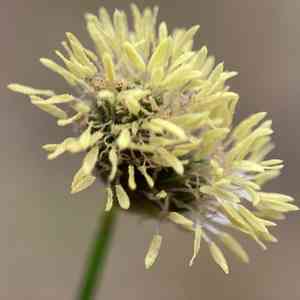 Southern umbrella-sedge(Fuirena scirpoidea)