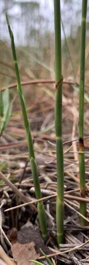 Southern umbrella-sedge(Fuirena scirpoidea)