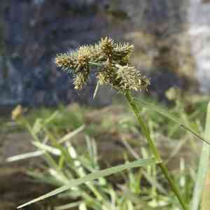 Western umbrella-sedge(Fuirena simplex)