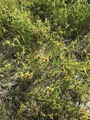 Western umbrella-sedge(Fuirena simplex)