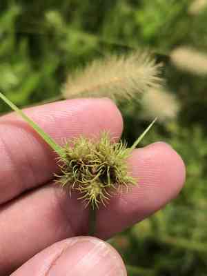 Western umbrella-sedge(Fuirena simplex)
