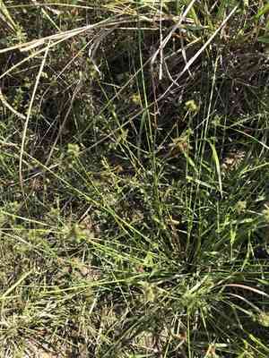 Western umbrella-sedge(Fuirena simplex)