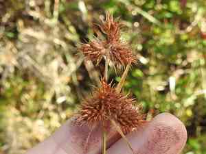 Hairy umbrella-sedge(Fuirena squarrosa)