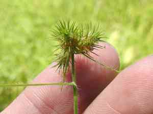Hairy umbrella-sedge(Fuirena squarrosa)