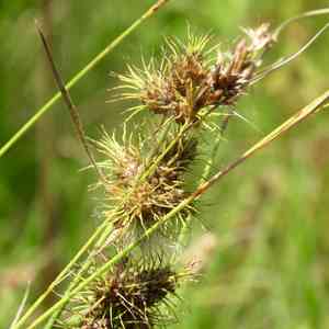 Hairy umbrella-sedge(Fuirena squarrosa)