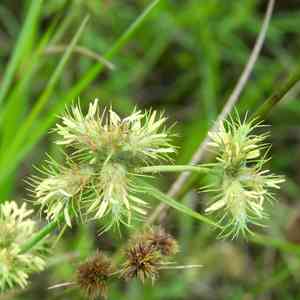 Hairy umbrella-sedge(Fuirena squarrosa)
