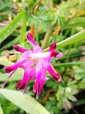 Tall ramping fumitory(Fumaria bastardii)
