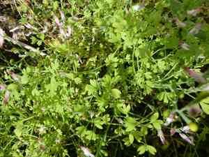 Tall ramping fumitory(Fumaria bastardii)