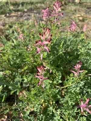 Tall ramping fumitory(Fumaria bastardii)