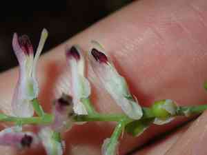 Tall ramping fumitory(Fumaria bastardii)